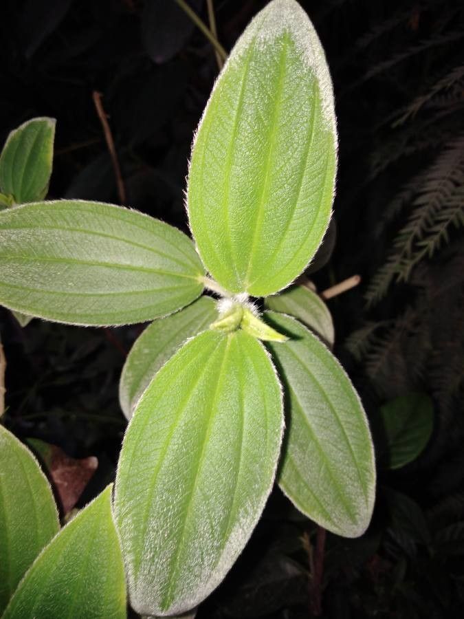 Tibouchina lepidota — search result for 'Melastomataceae'