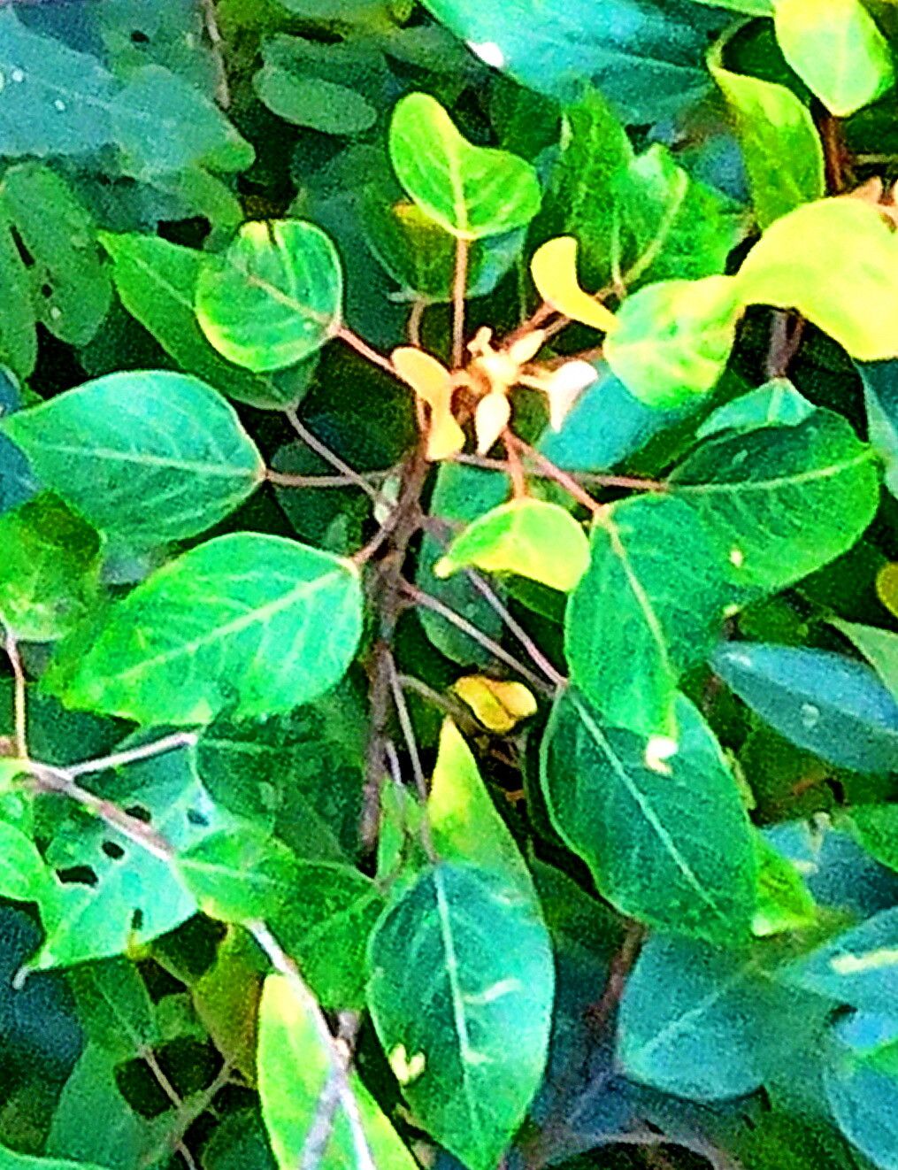 Macaranga heynei — houseplant care guide