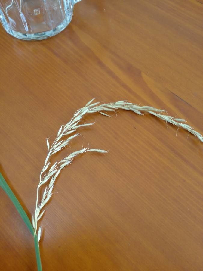 Eragrostis racemosa fruit