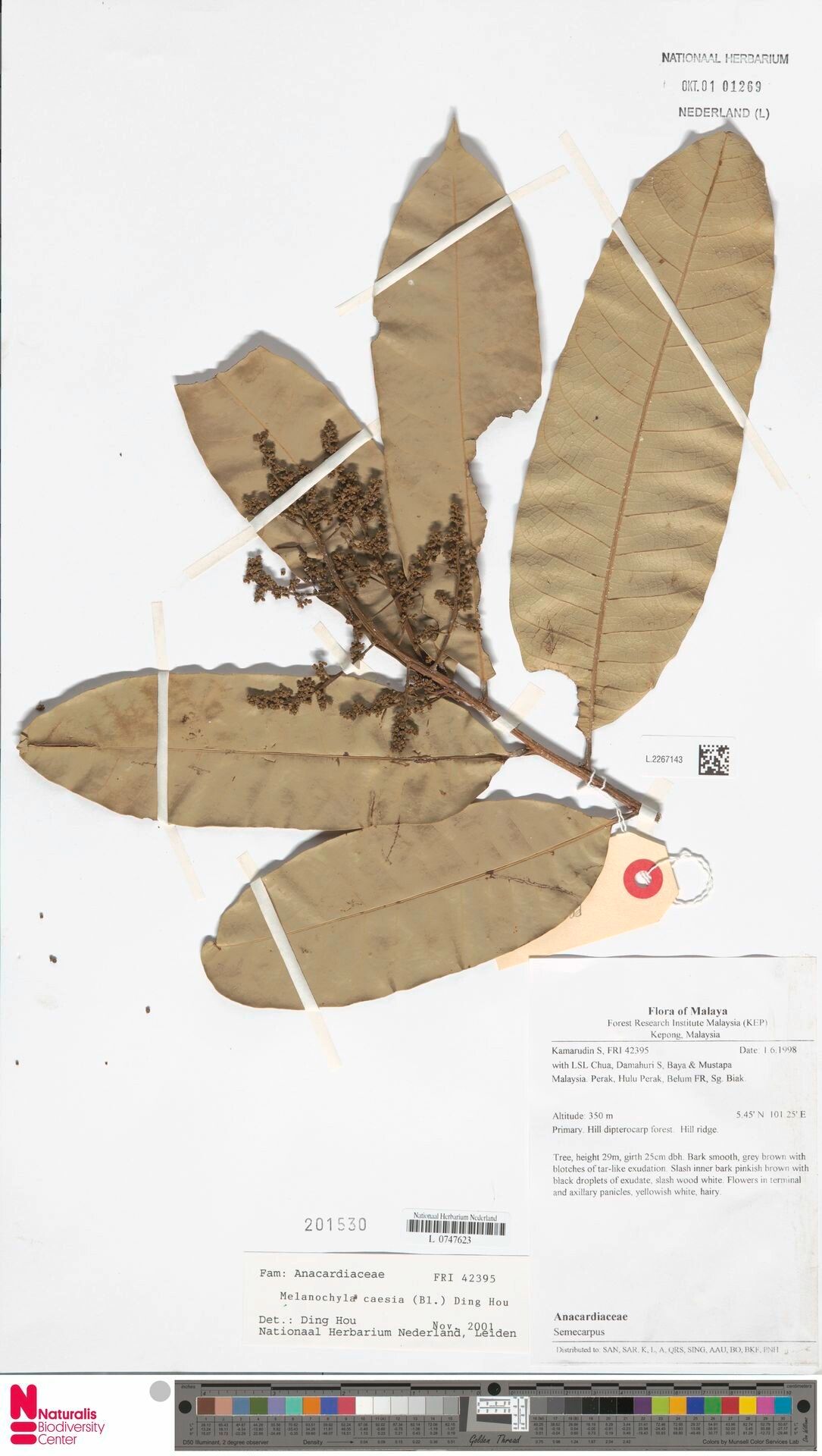 Melanochyla caesia — houseplant care guide