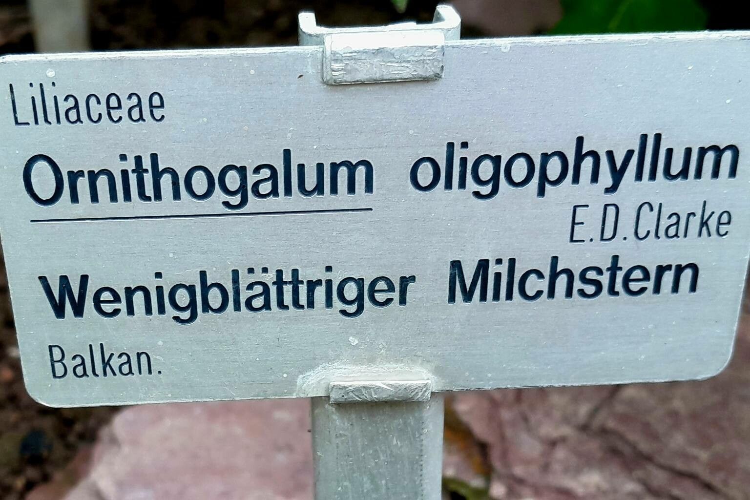 Ornithogalum oligophyllum other