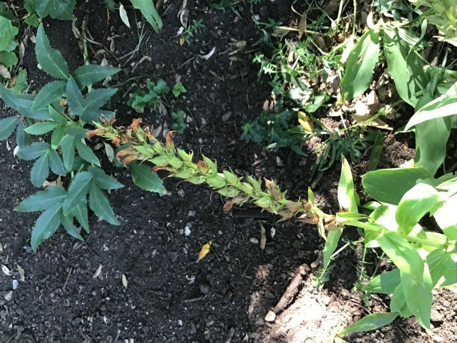 Digitalis davisiana flower