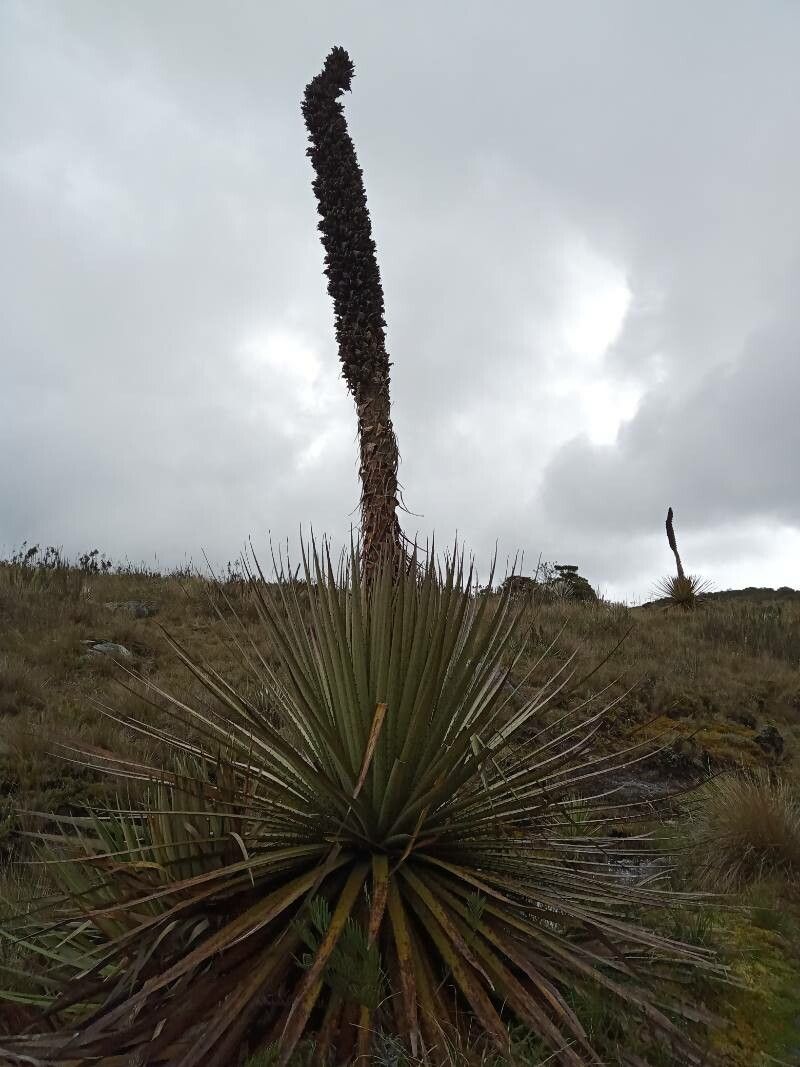 Puya goudotiana habit
