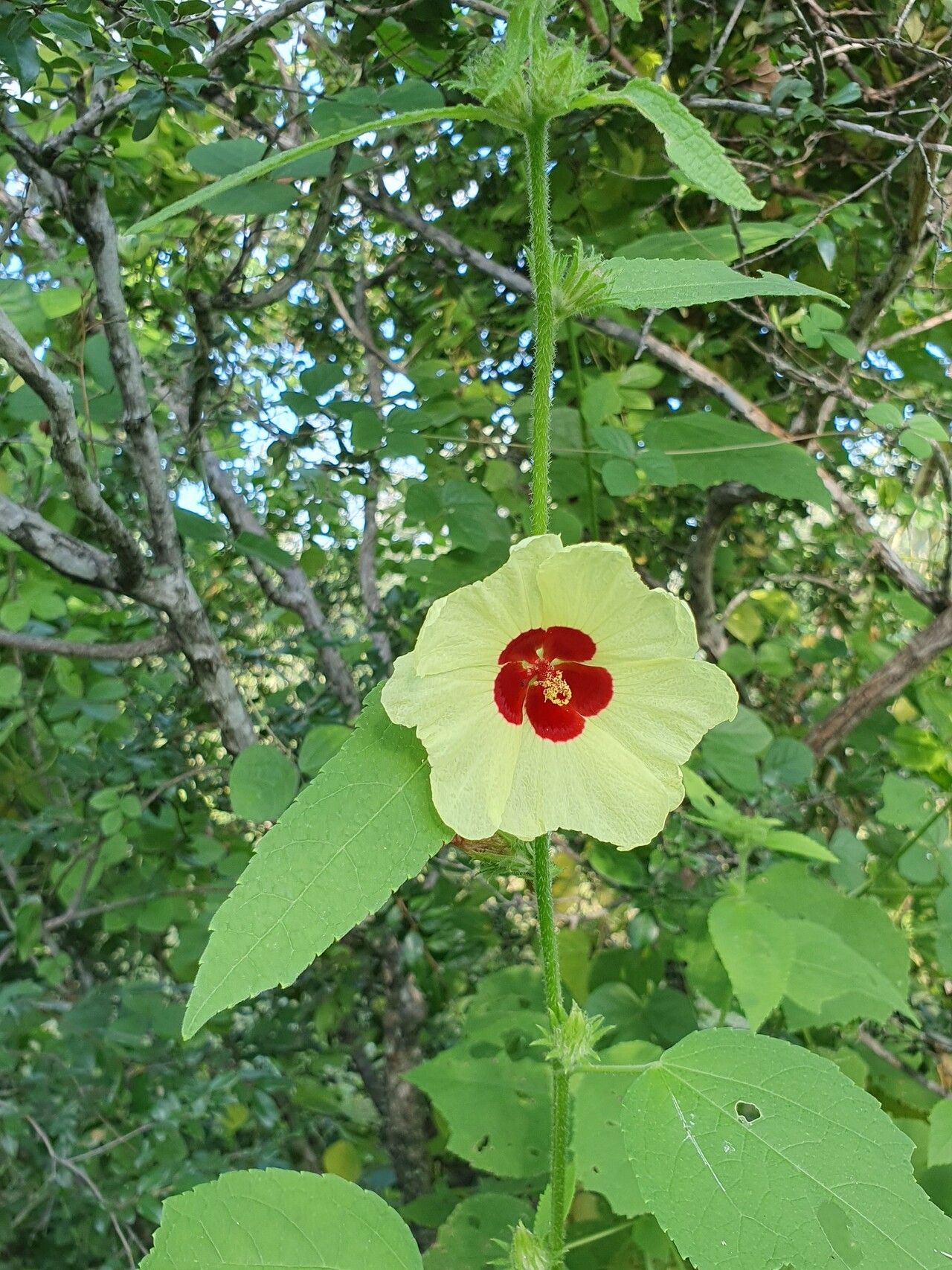 Hibiscus mastersianus — search result for 'Hibiscus'
