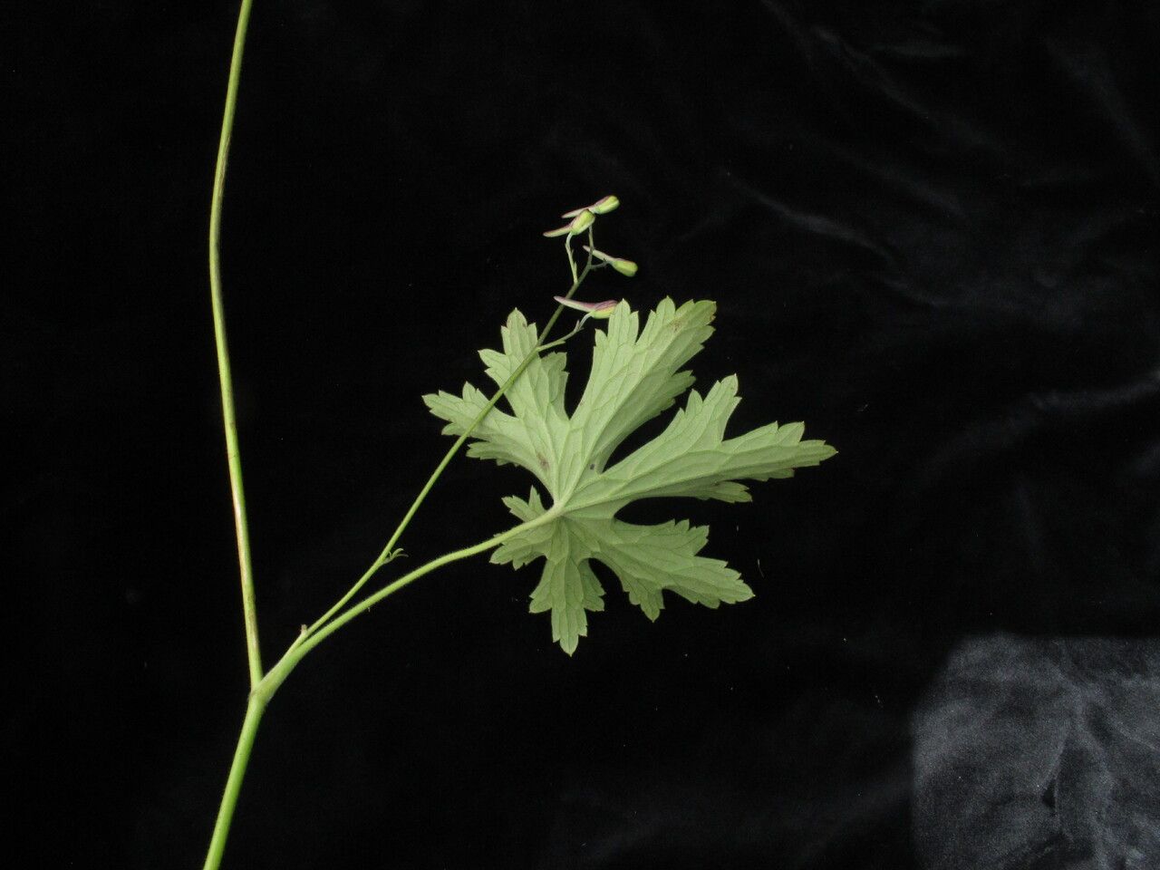 Delphinium stapeliosmum — houseplant care guide