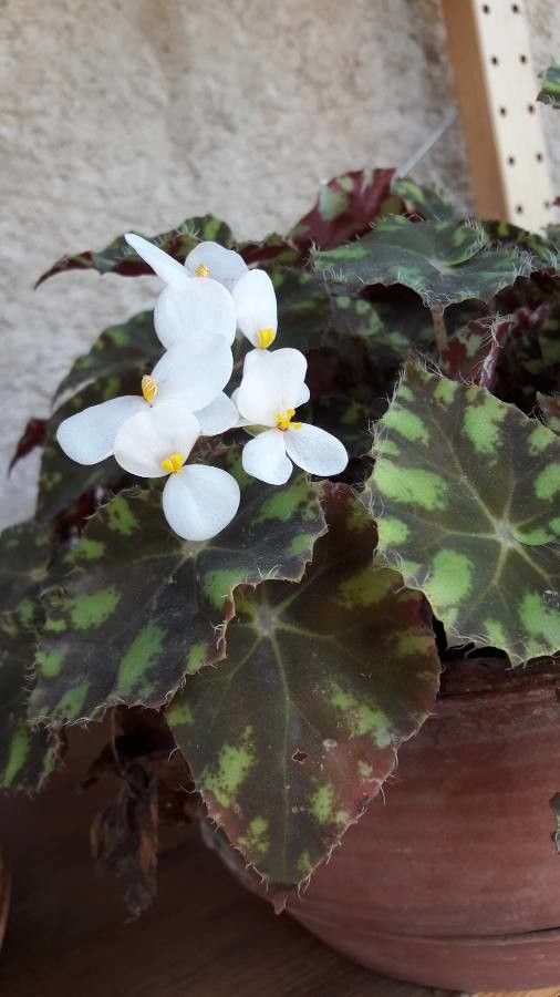 Begonia bowerae flower