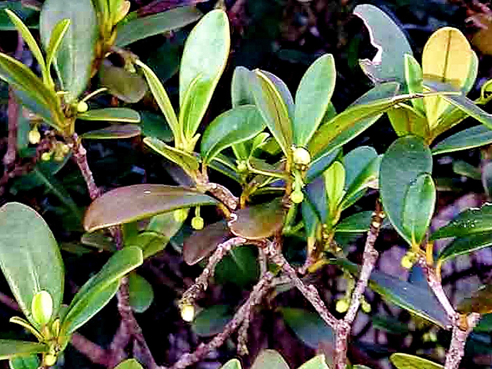 Baloghia alternifolia — related species from the same genus