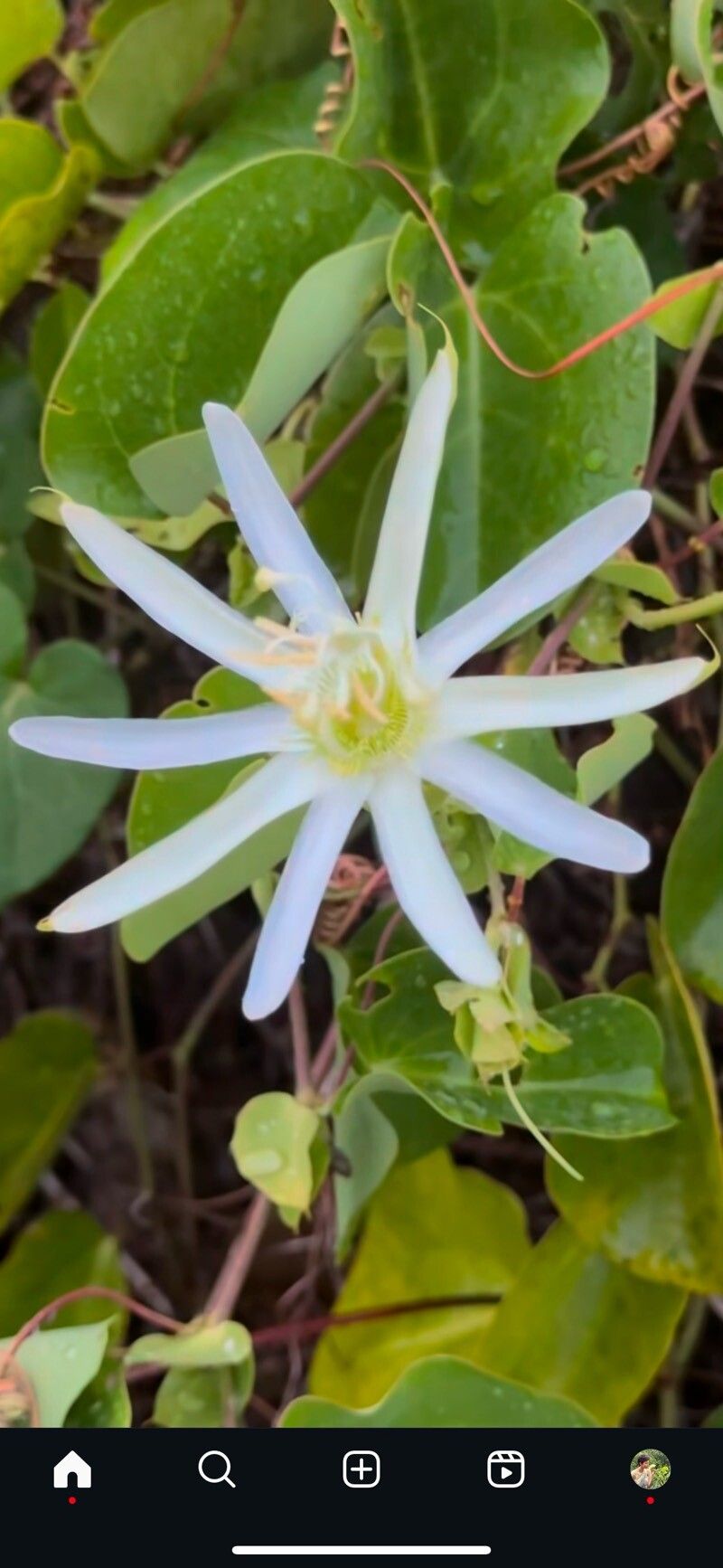Passiflora silvestris flower
