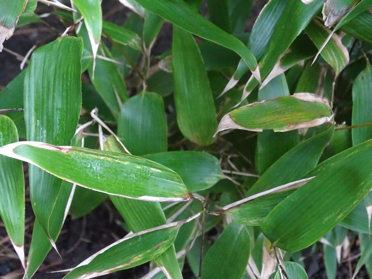 Shibataea nanpingensis leaf