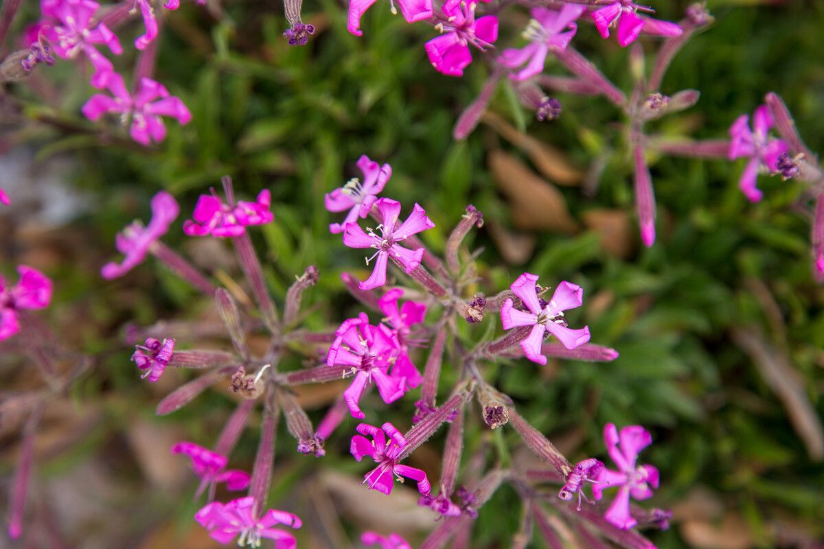 Silene fruticosa flower