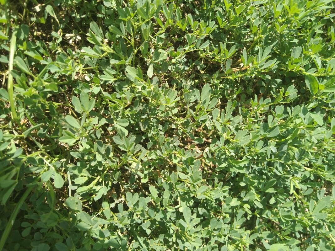 Trigonella foenum-graecum leaf