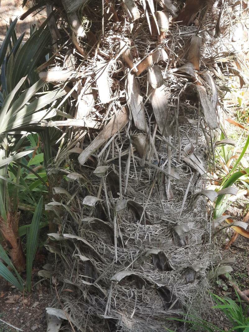 Trithrinax acanthocoma bark