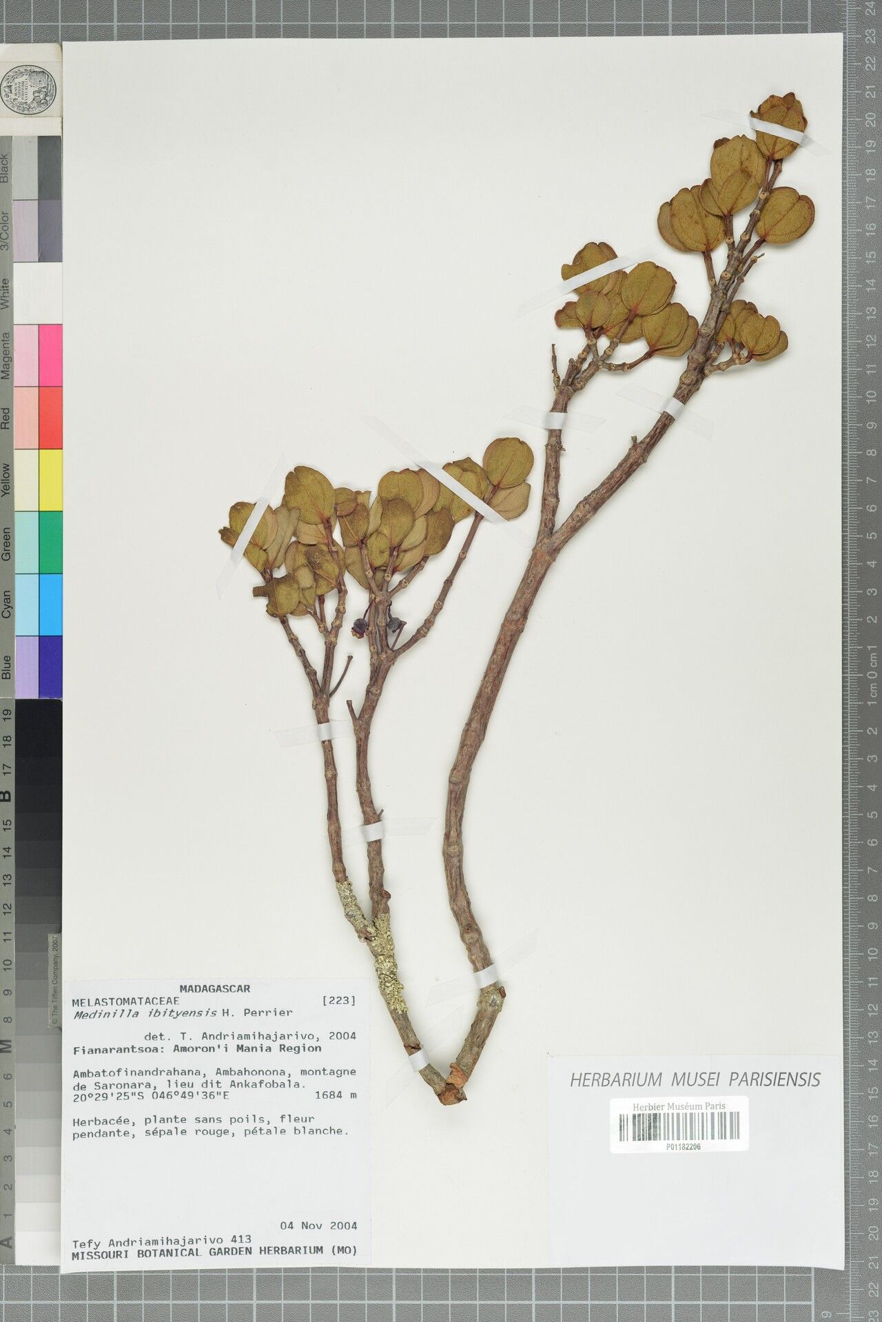 Medinilla ibityensis — search result for 'Medinilla'