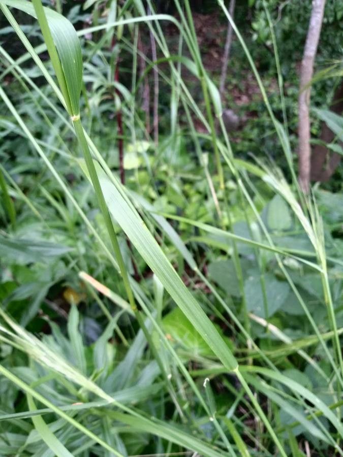 Piptochaetium napostaense — related species from the same genus