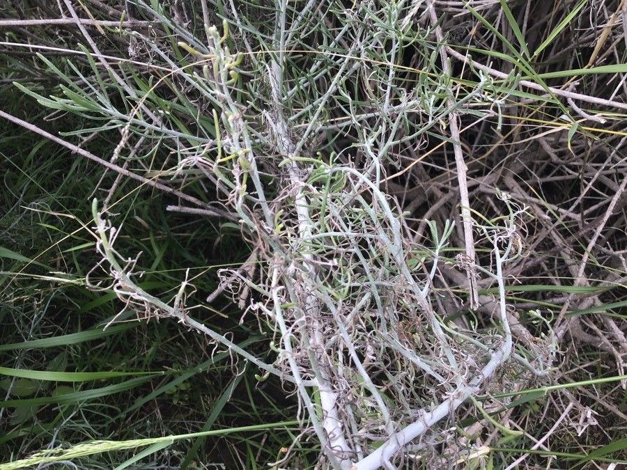 Schizogyne sericea — houseplant care guide