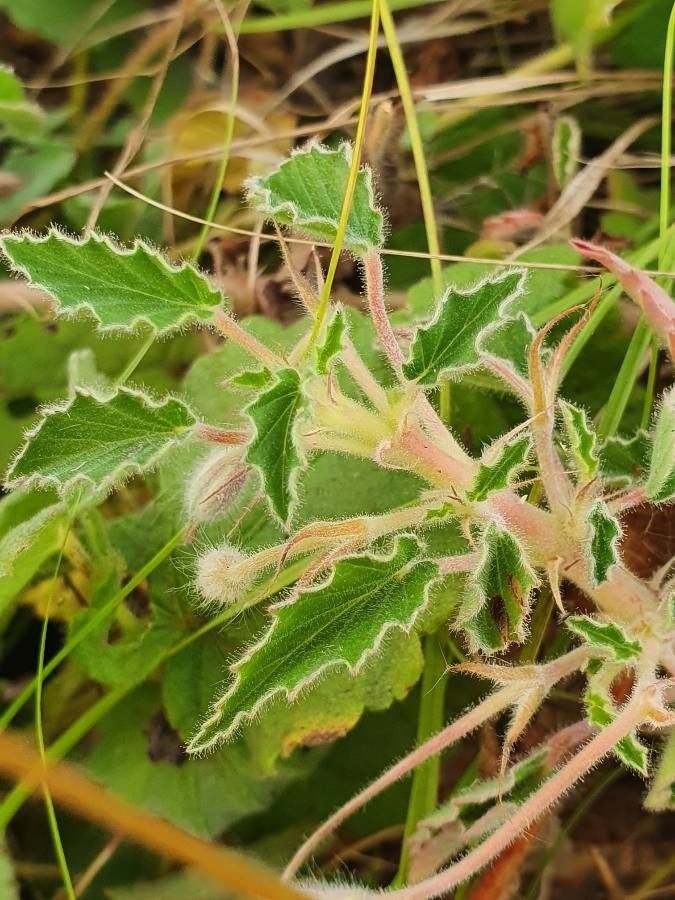 Monsonia senegalensis leaf
