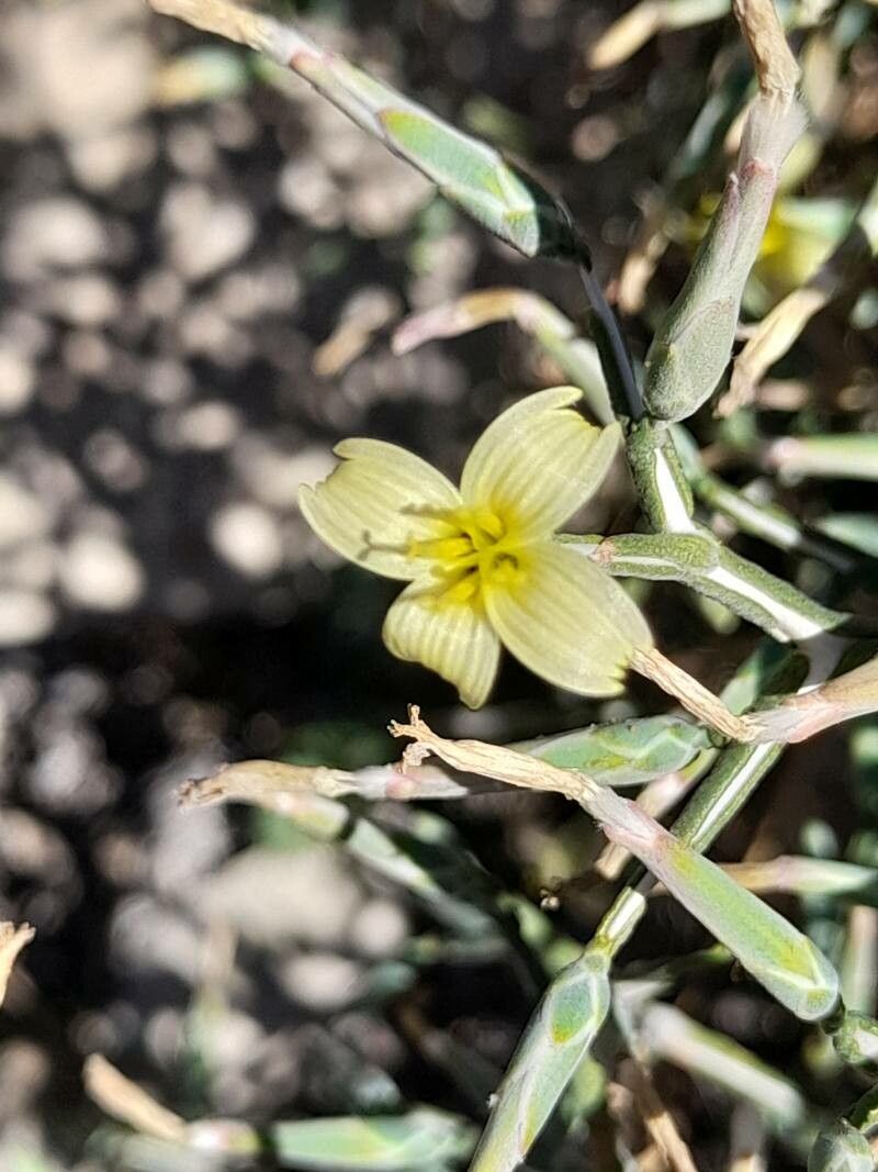 Lactuca orientalis flower