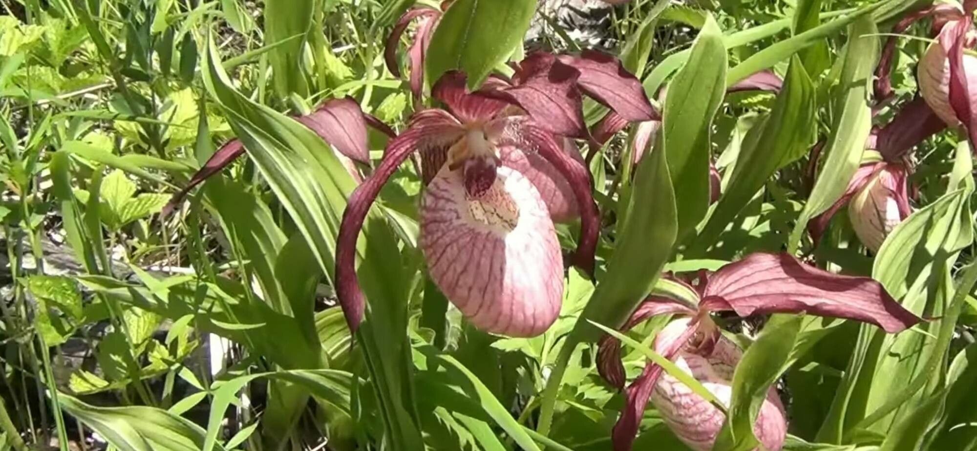 Cypripedium tibeticum — search result for 'Cypripedium'