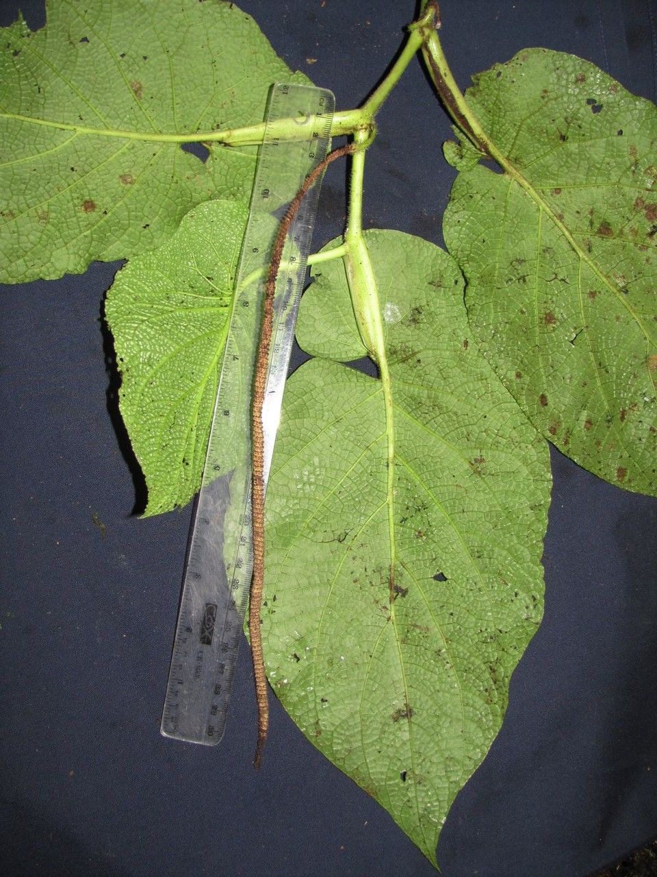 Piper hians — houseplant care guide