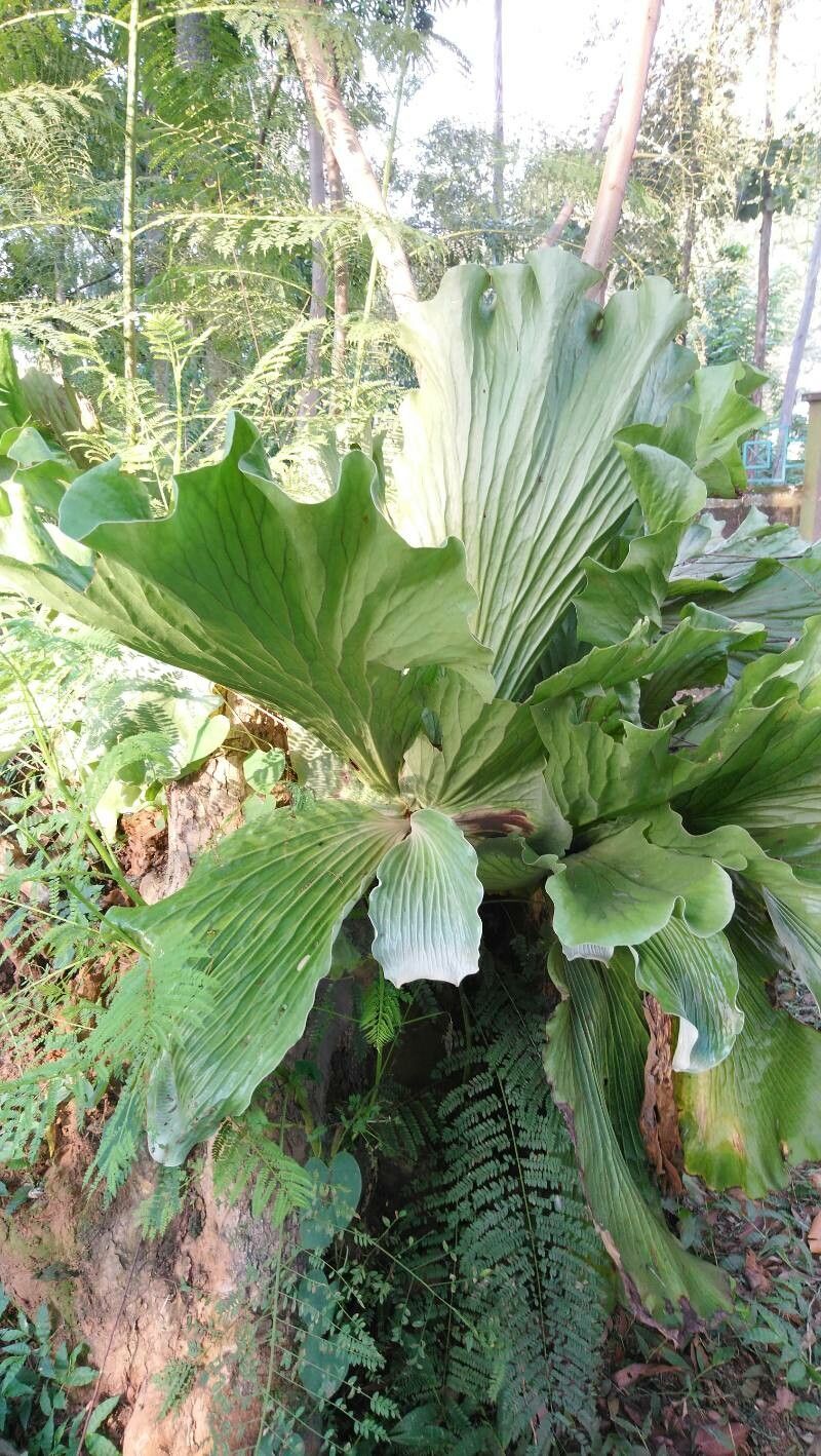Platycerium stemaria habit