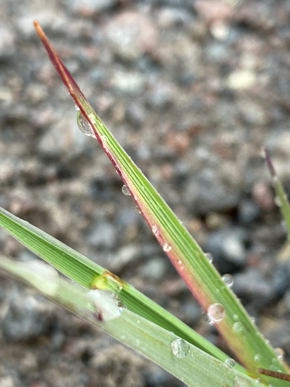 Agrostis foliata leaf
