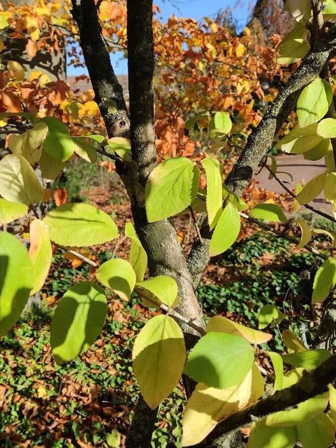 Viburnum x carlcephalum bark