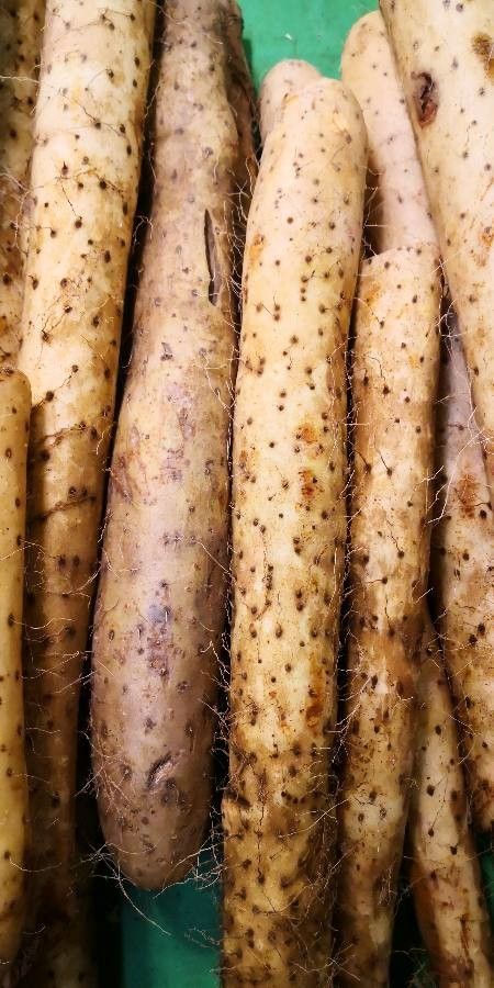 Dioscorea polystachya fruit