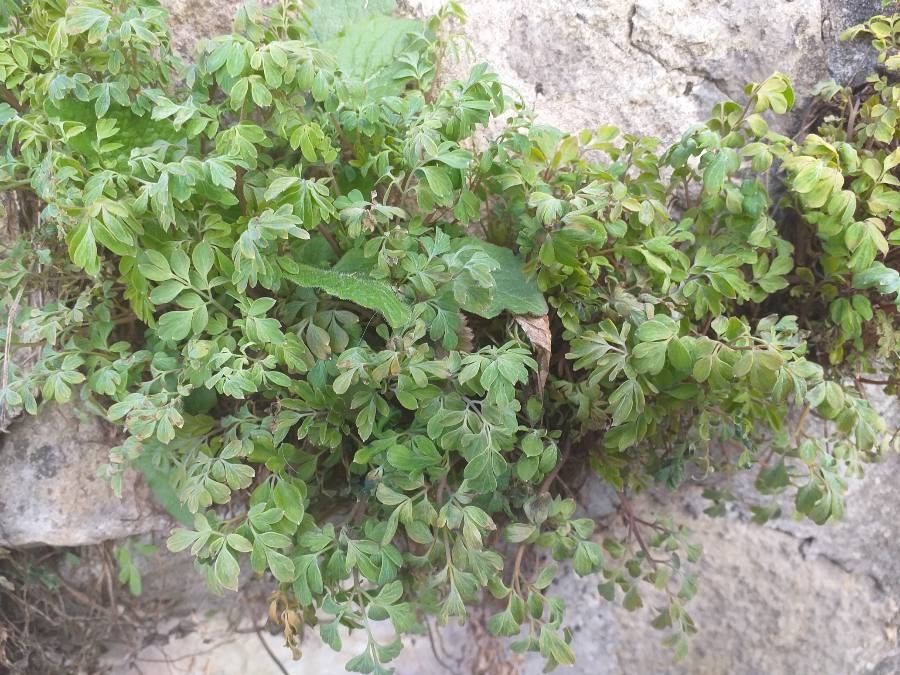 Corydalis ochroleuca leaf