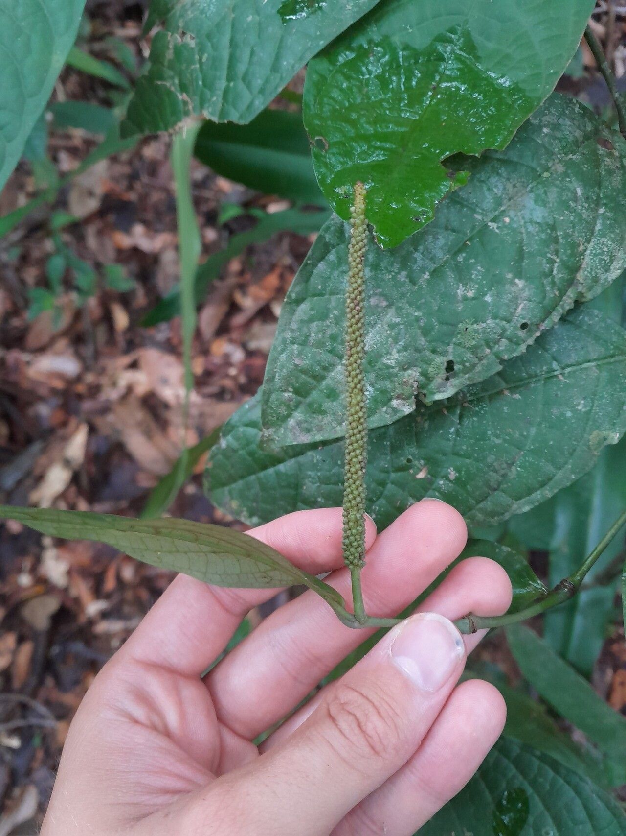 Piper bartlingianum flower