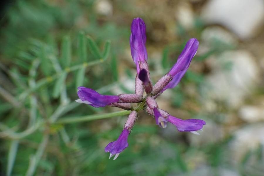 Astragalus onobrychis flower
