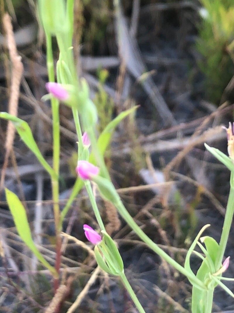 Schenkia spicata flower