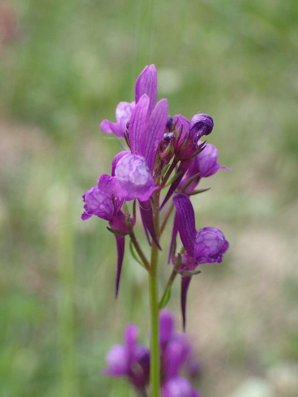 Linaria pelisseriana flower