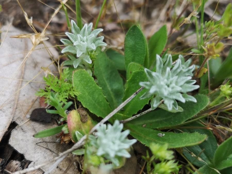 Filago carpetana — search result for 'Filago'