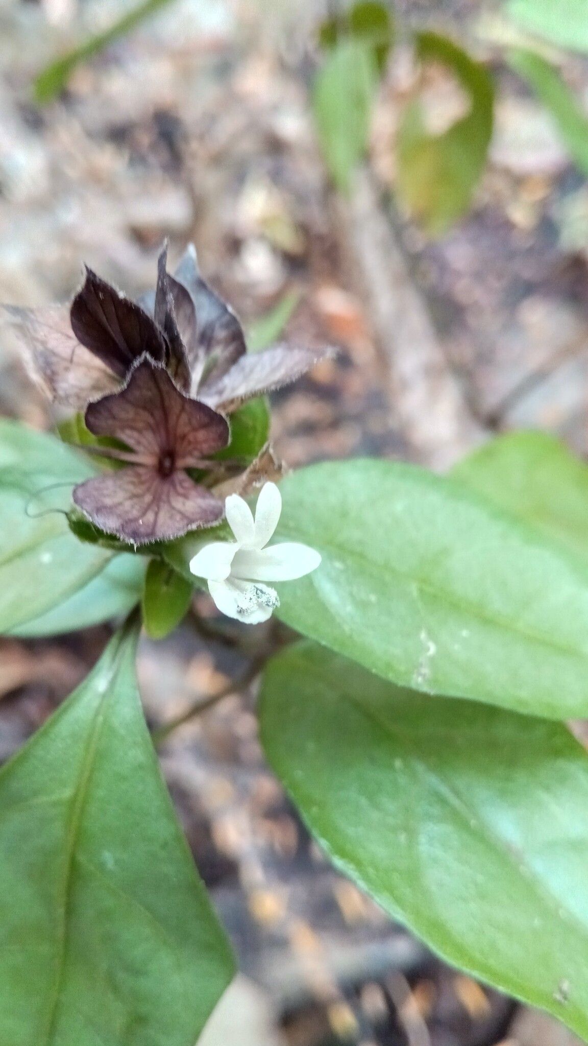 Barleria glandulostamina flower