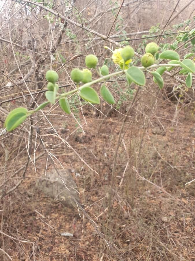 Maerua decumbens fruit
