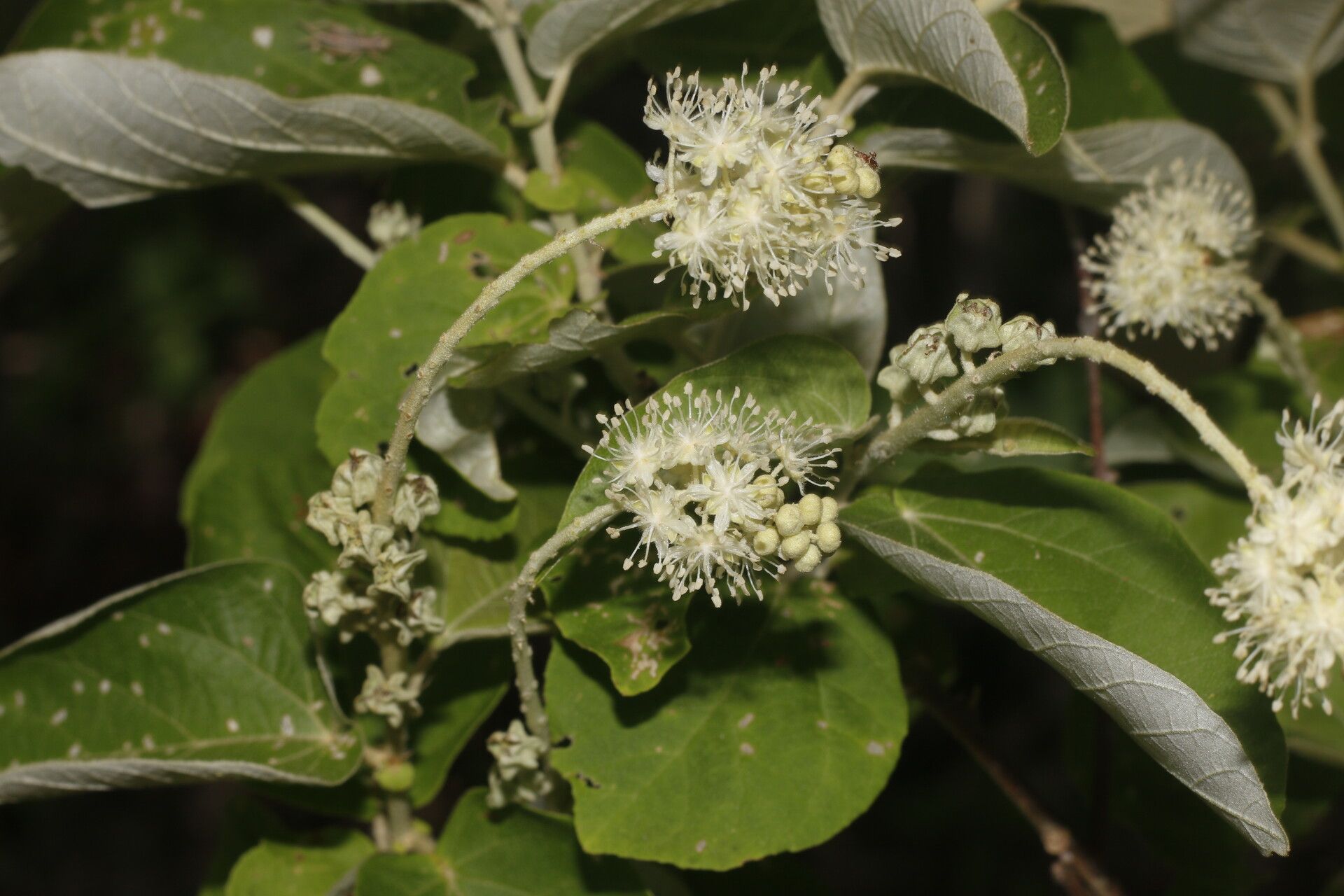 Croton yucatanensis habit