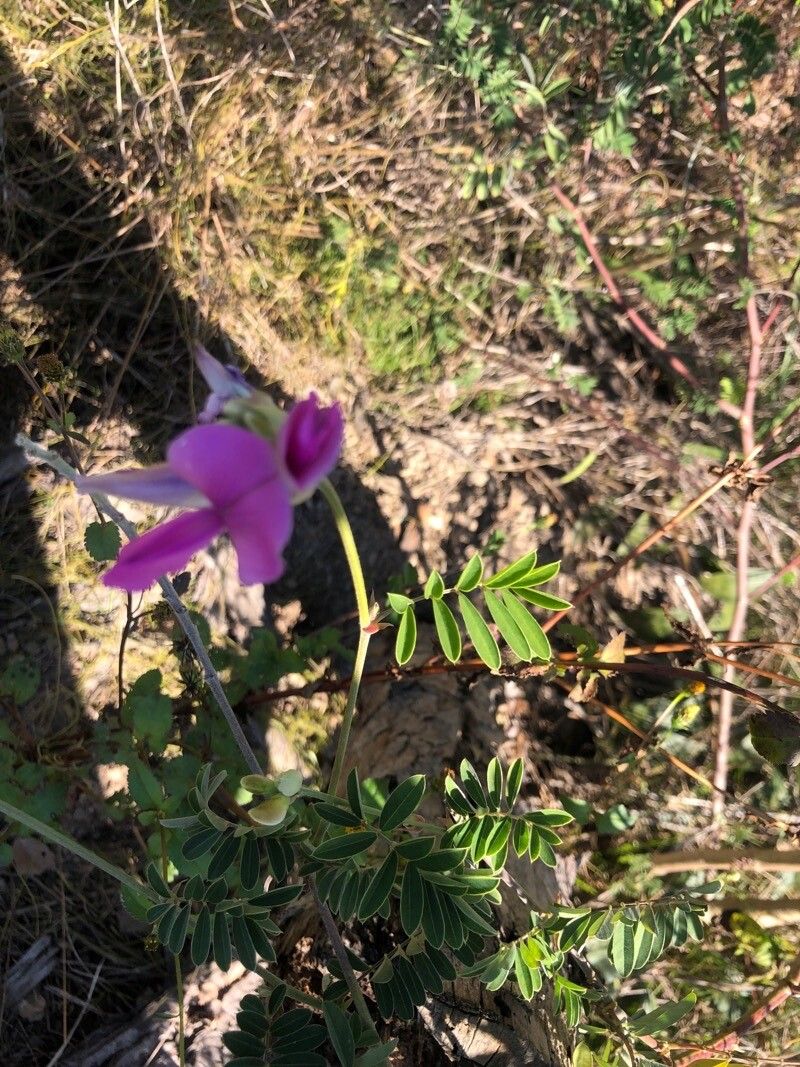 Tephrosia grandiflora — search result for 'Tephrosia'