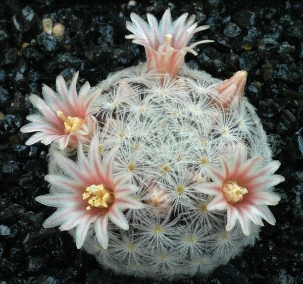 Mammillaria gasseriana — houseplant care guide