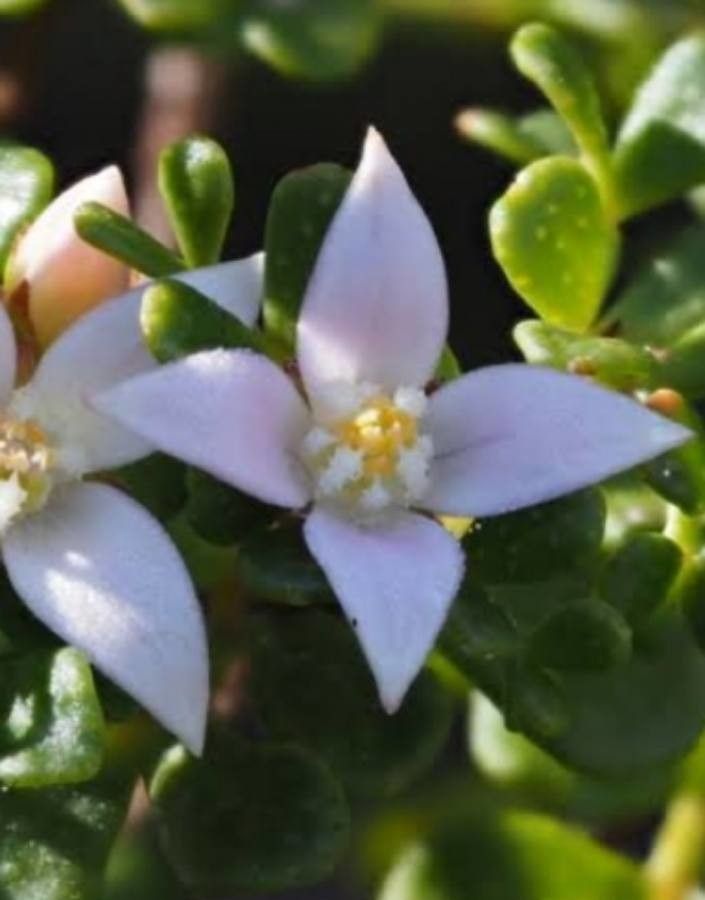 Boronia algida — search result for 'Citrus'