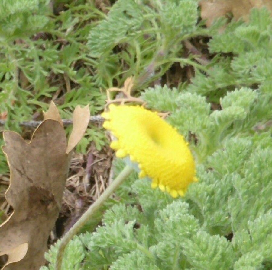 Anacyclus homogamos flower