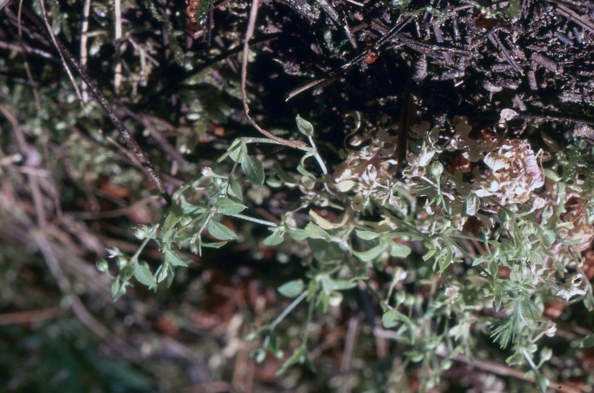Moehringia pentandra habit