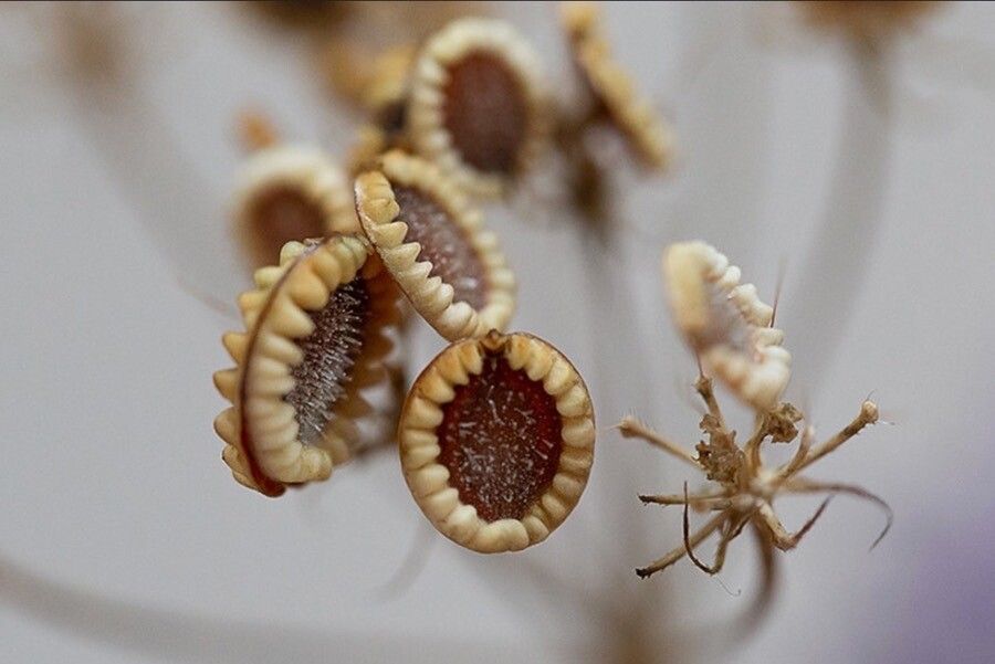 Tordylium apulum fruit