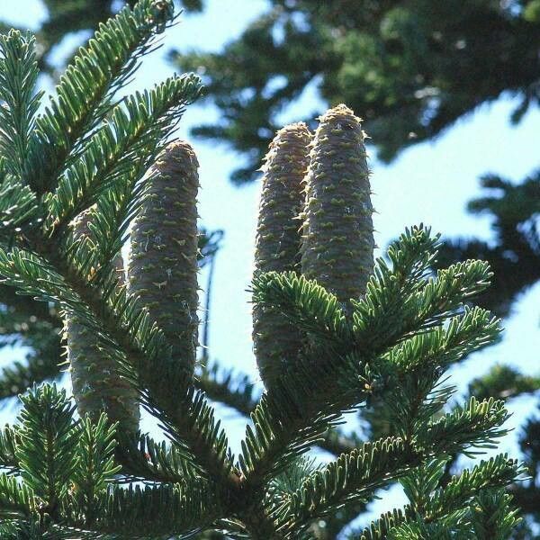 Abies alba fruit