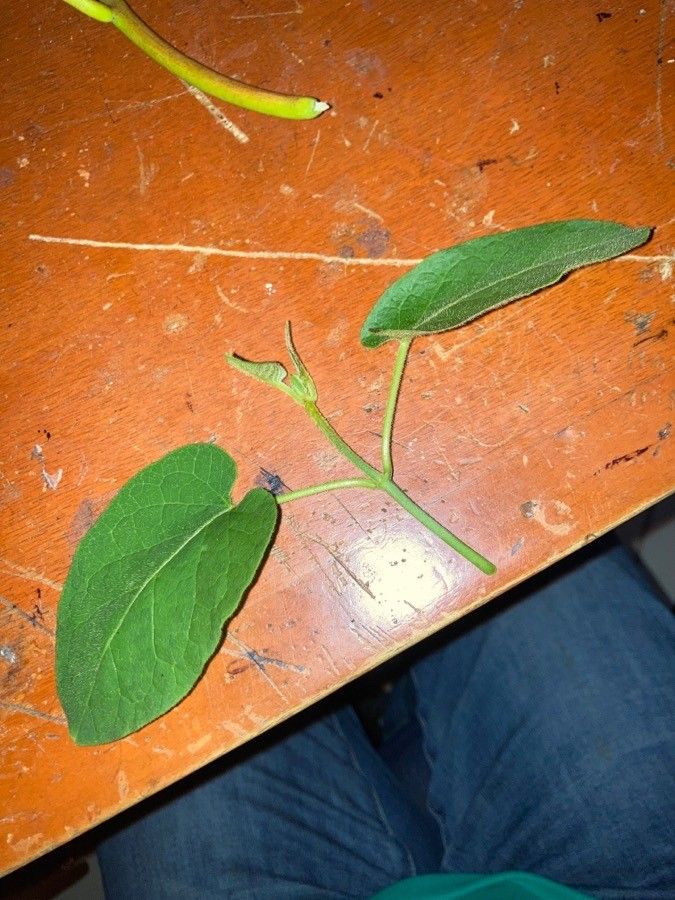 Gonolobus grandiflorus — related species from the same genus