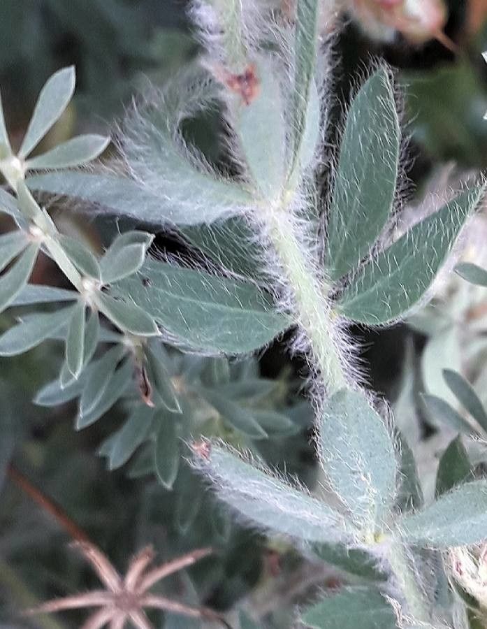 Dorycnium hirsutum — search result for 'Lotus'