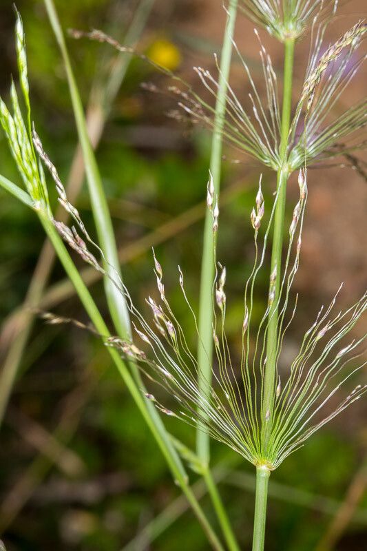 Piptatherum miliaceum flower