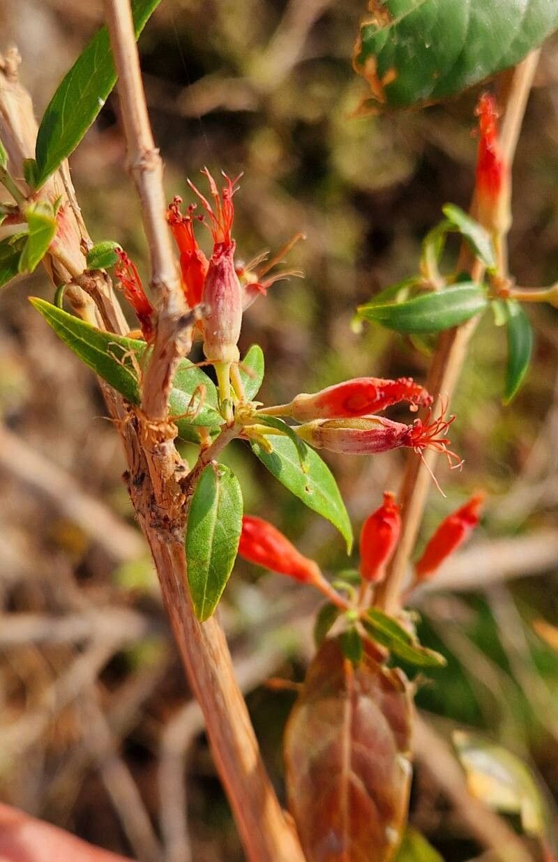 Woodfordia uniflora flower