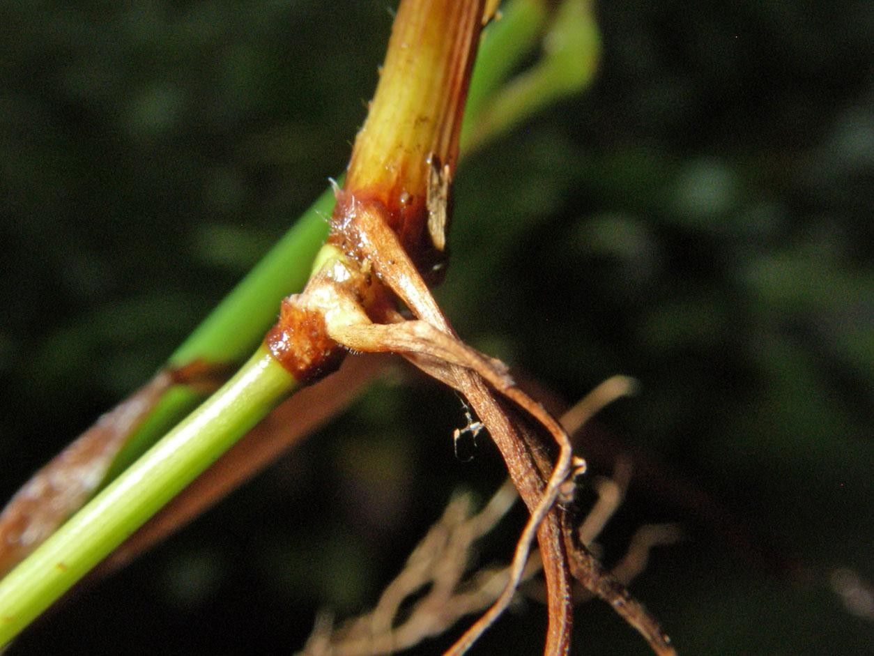 Paspalum decumbens bark