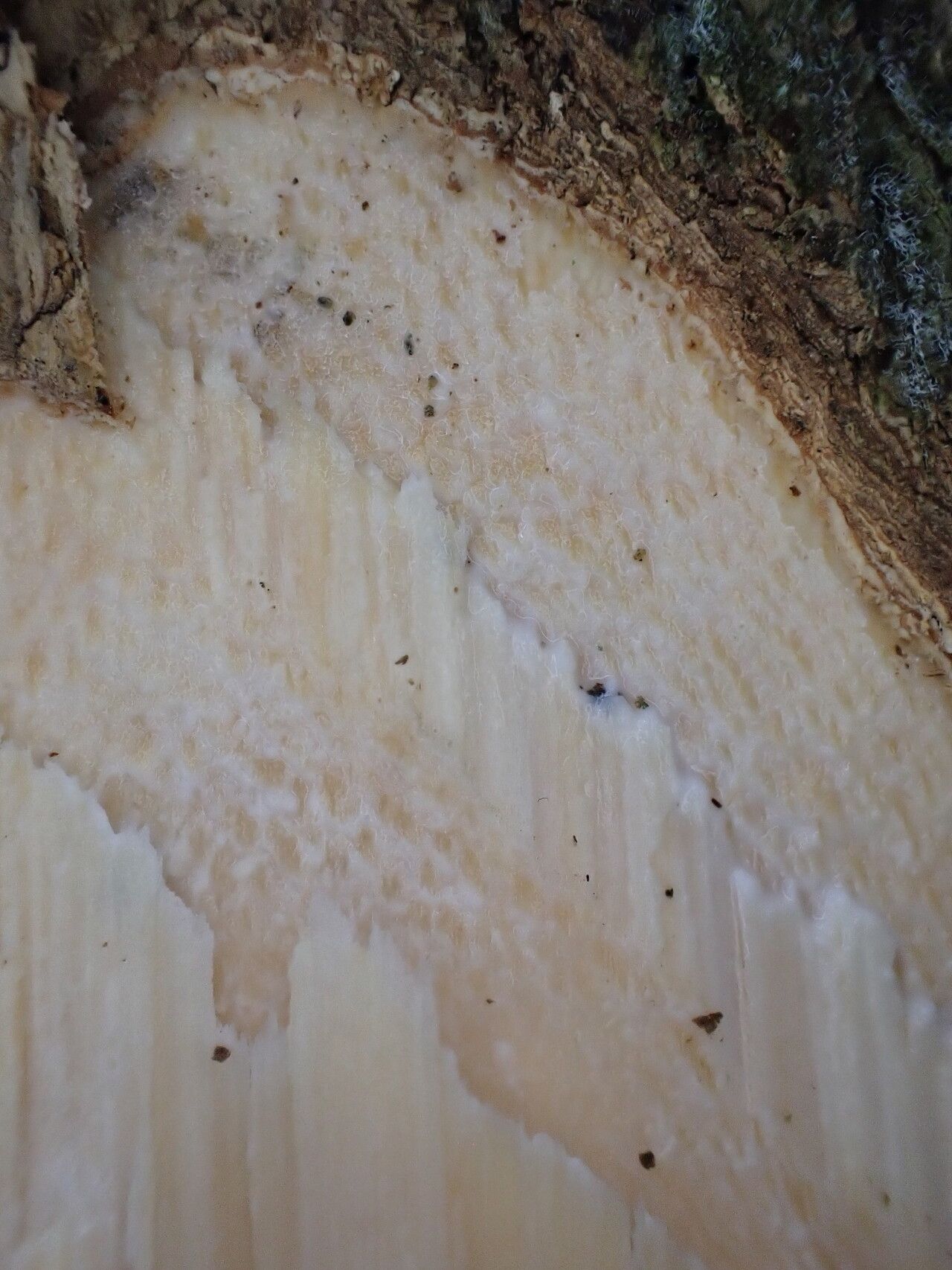 Pouteria alnifolia bark