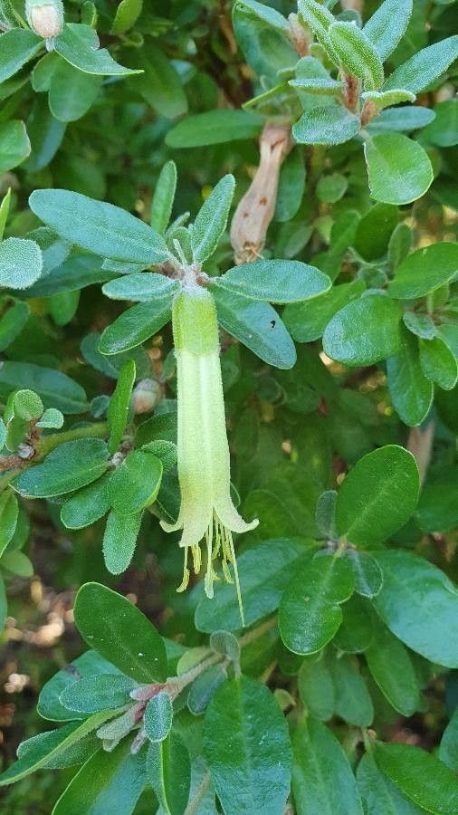 Correa glabra flower